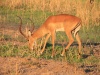 Impala entflammt